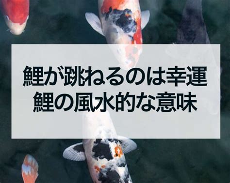 龍鯉風水|鯉が跳ねるのは幸運、鯉の風水的な意味 